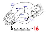 crannog-16-plan-s.jpg - 5569 Bytes